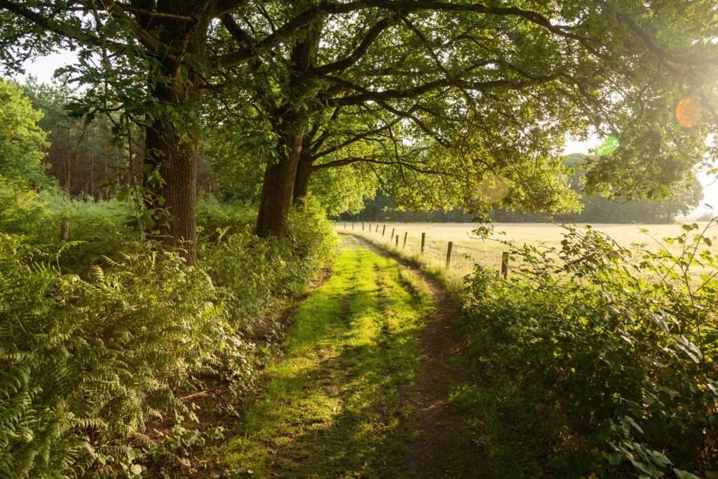 The Summer solstice